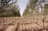 /album/galeria-de-fotos-silvicultura-limpezas-florestais/unnamed-jpg/