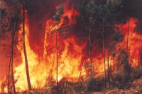 /album/galeria-de-fotos-silvicultura-limpezas-florestais/fogo-florestal-jpg/